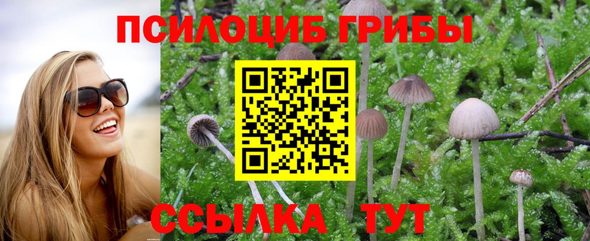Галлюциногенные грибы Cubensis  Псилоцибиновые грибы Psilocybine cubensis  Майкоп  Вход с VPN 